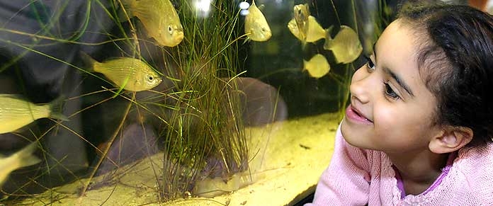 Girl Looking at Fish
